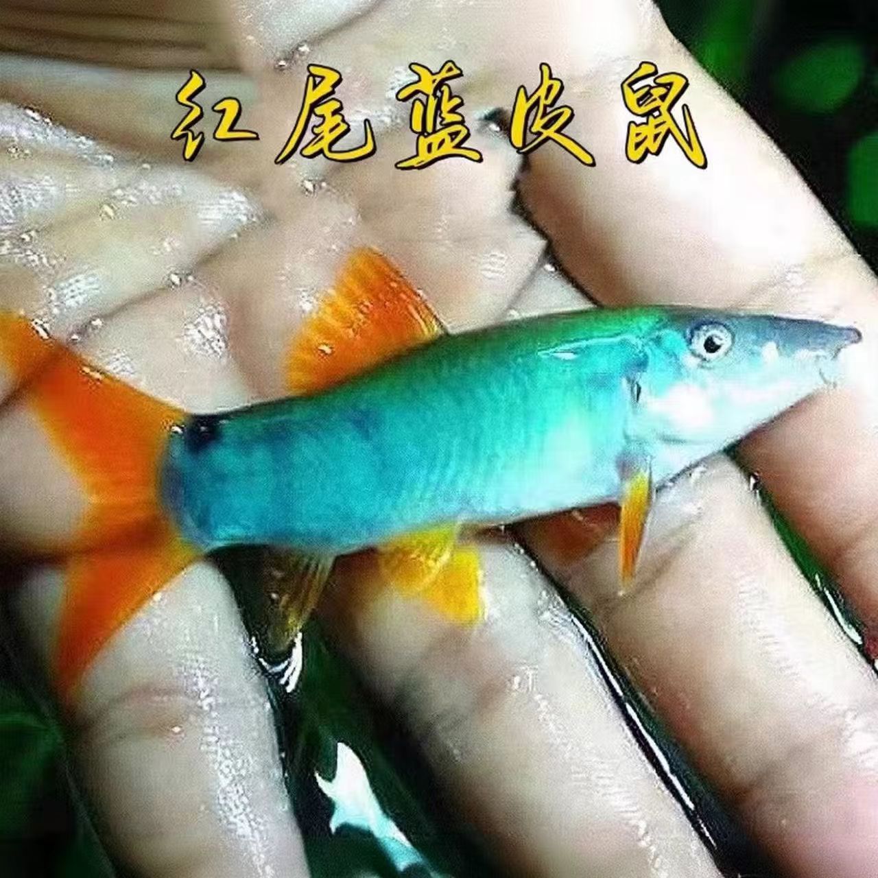 红尾蓝皮鼠 小型热带观赏鱼 底栖清缸鱼 鼠鱼工具鱼