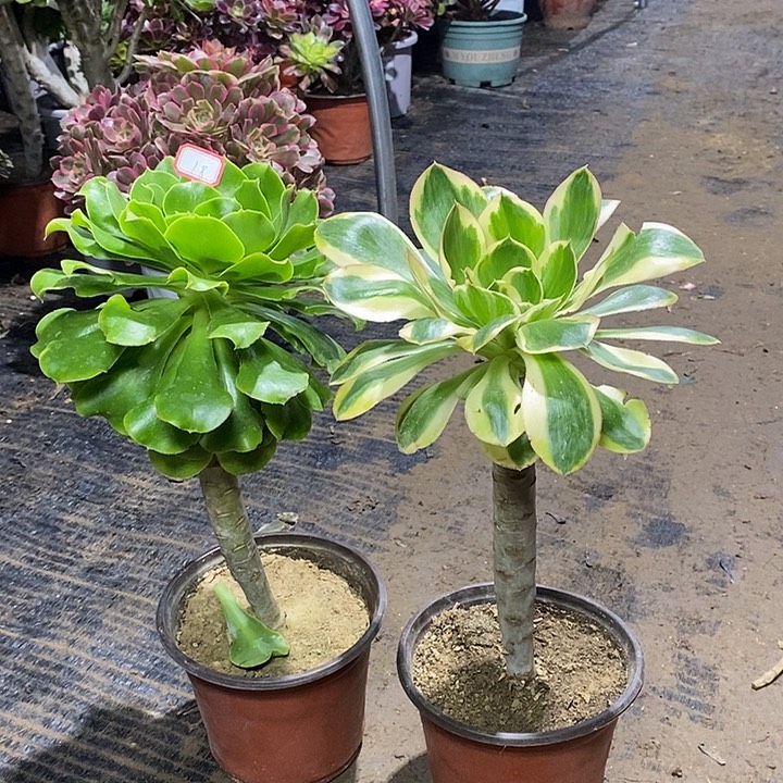 18，2颗多肉法师有瑕多肉法师