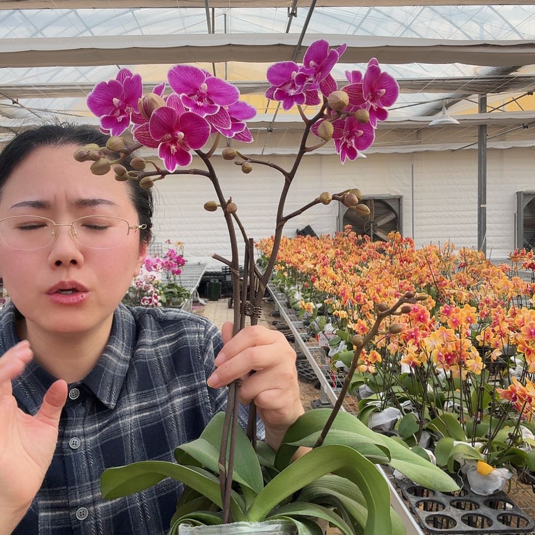 完全开放红豆1颗，