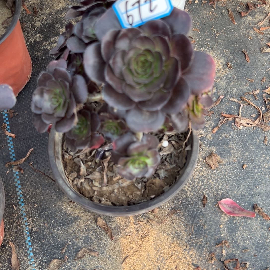 672黑豆多肉植物法师多肉