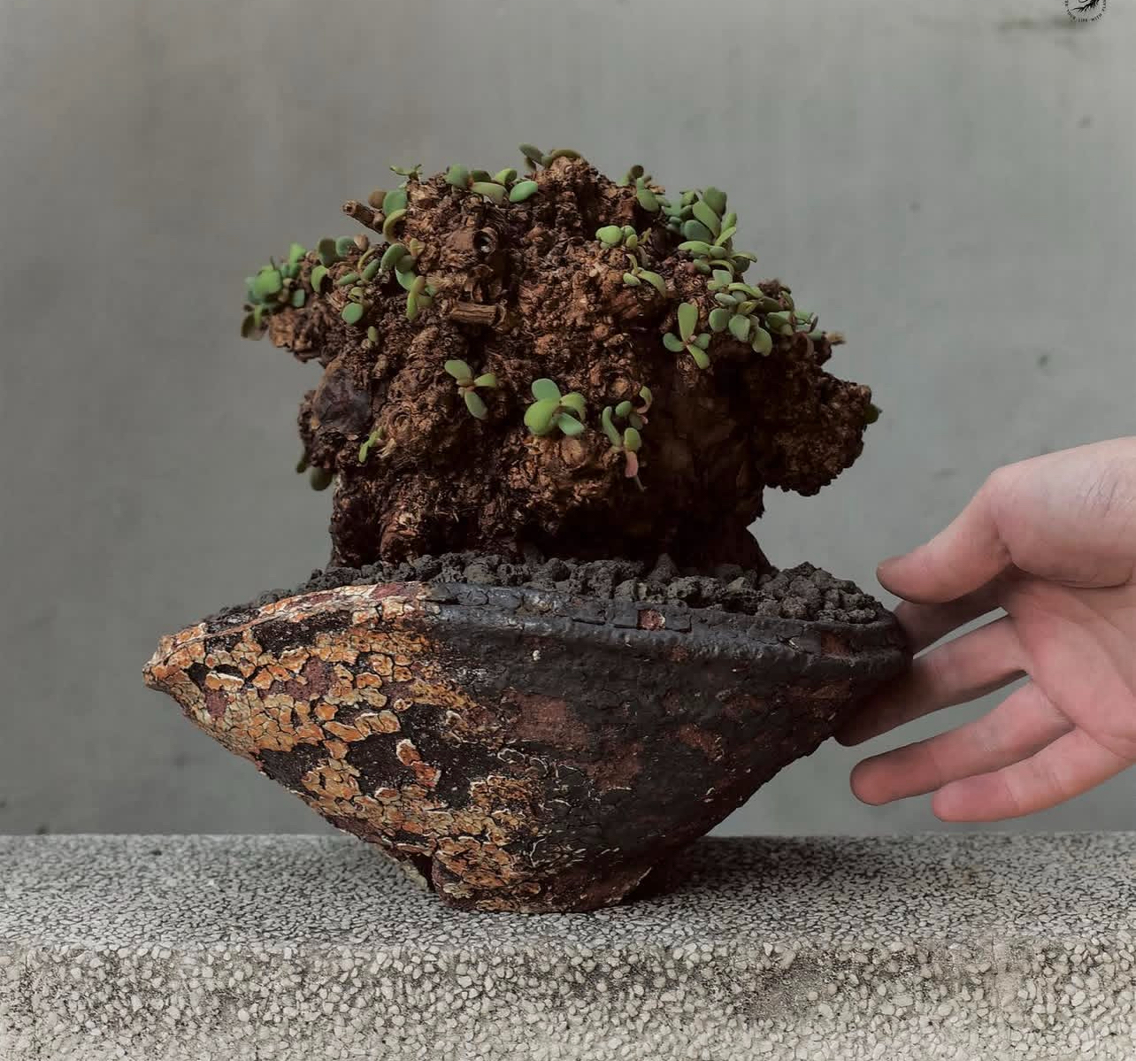 延寿城 块根植物 延寿城块根 冬型种ceraria pygmaea熟桩一物一拍