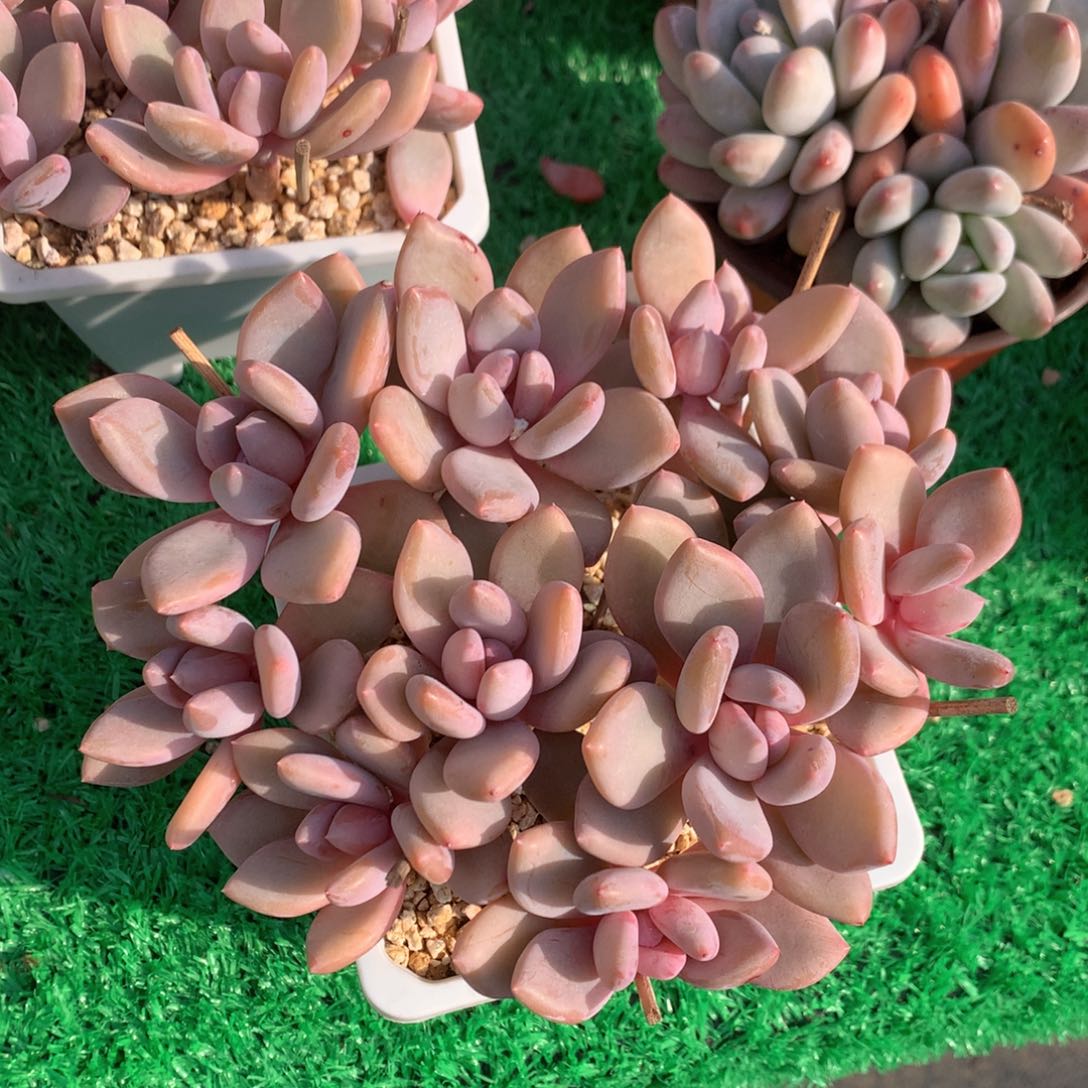 珍舞奶酪无砍平头一物一拍