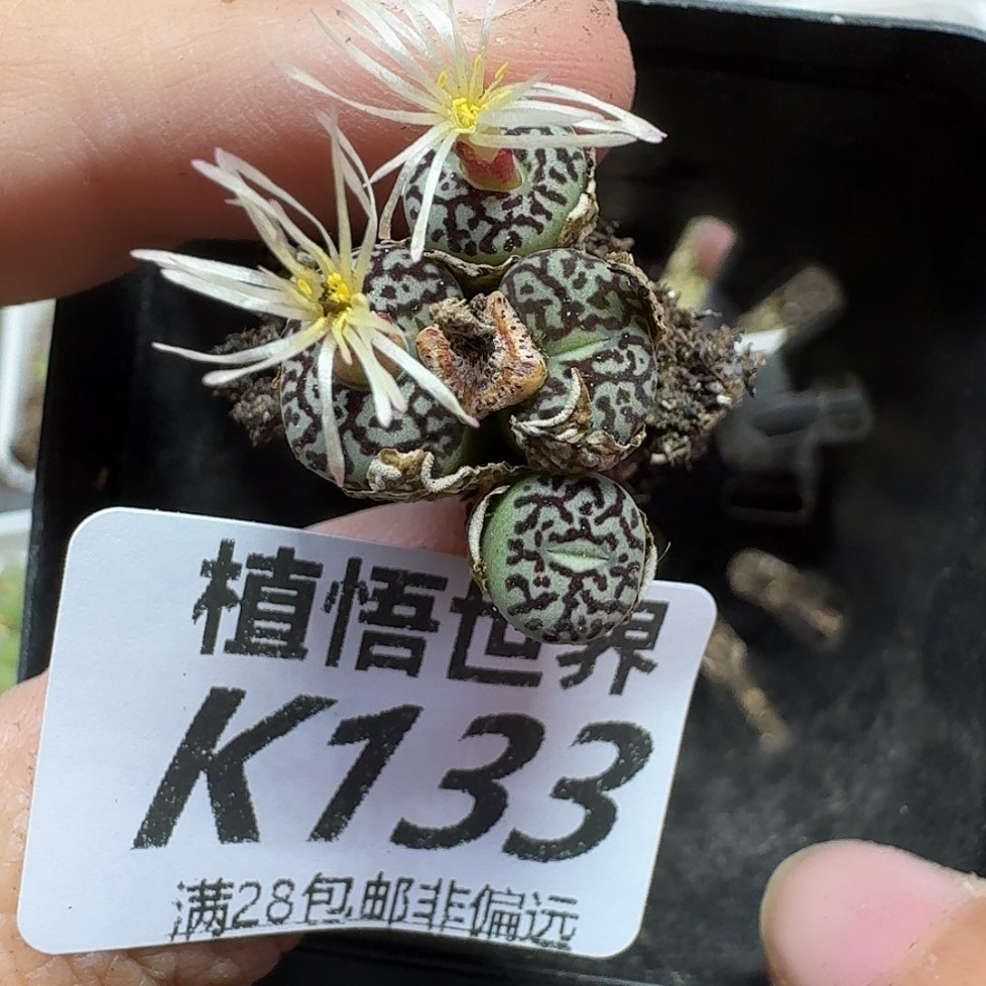 多肉植物的润泽fgg