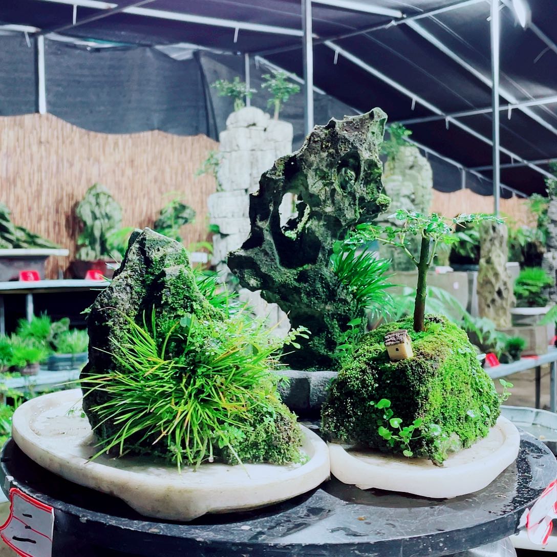 飘***影无花朵新品发布等活动等方式参与