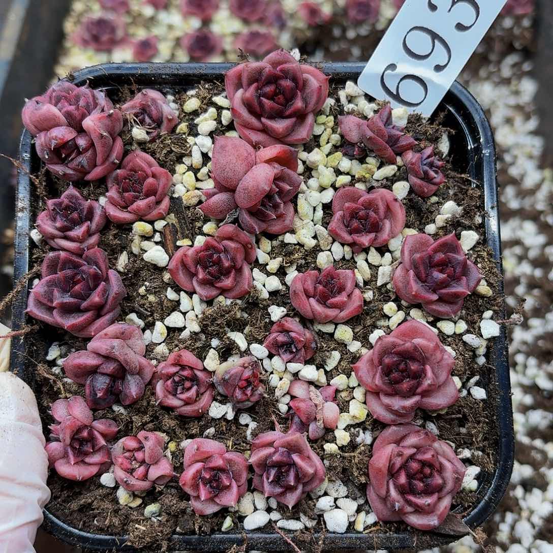 多肉植物多肉植物693