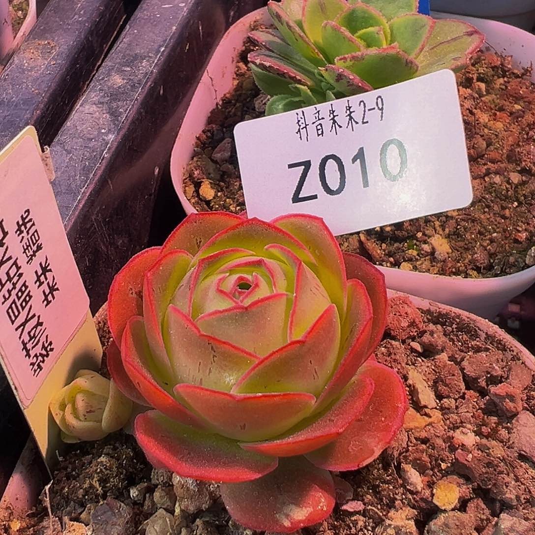 朱010 紫莜X晶砖X若初。 多肉