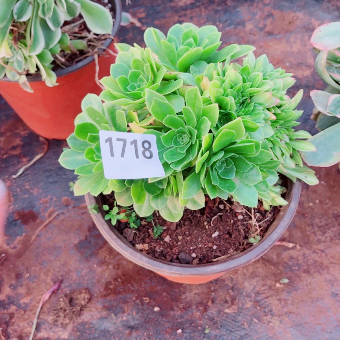 718翡翠琉璃缀化多肉植物法师锦