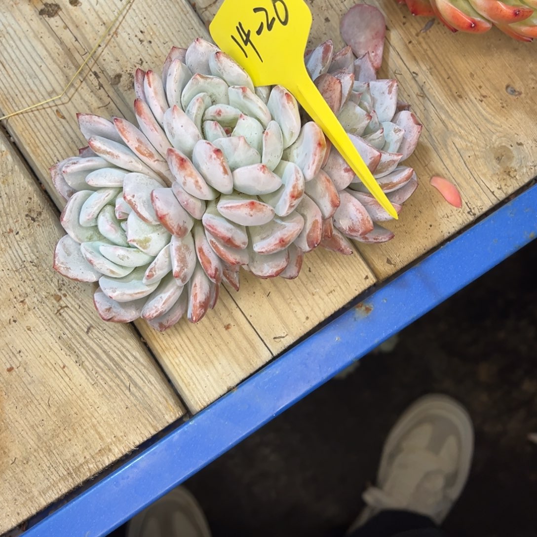 无***.14-26////////////////