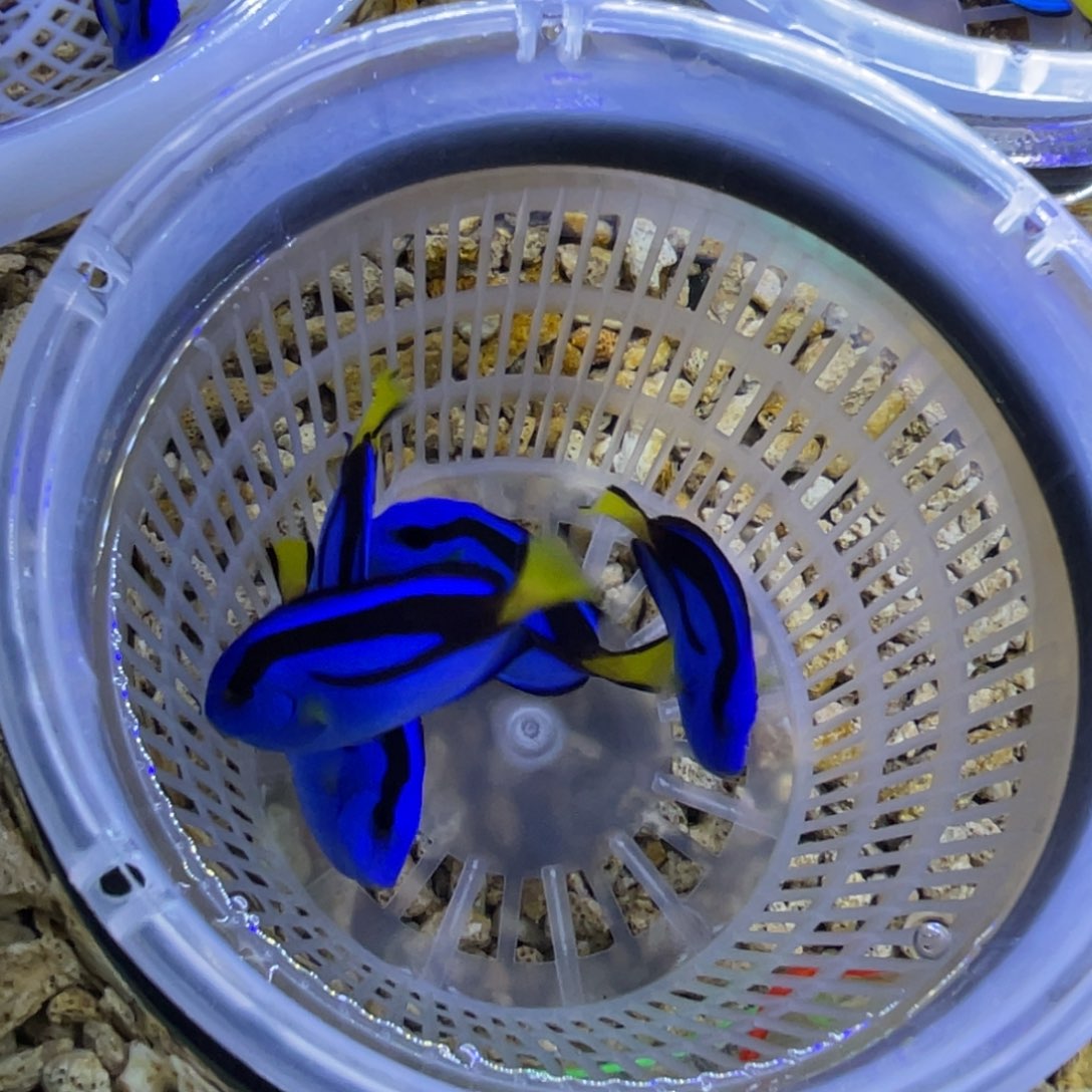 海水鱼蓝调一条顺丰包邮