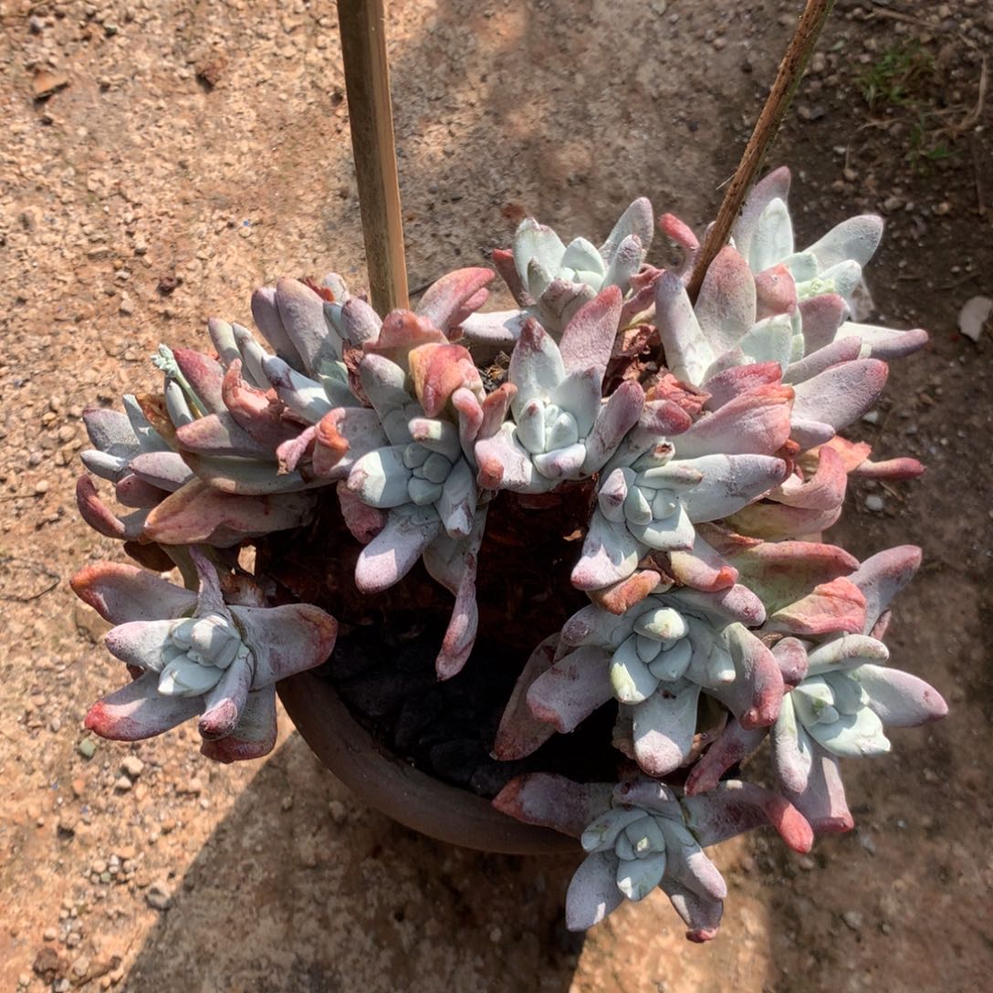 奥**1拇指缀化，2月8日发货多肉