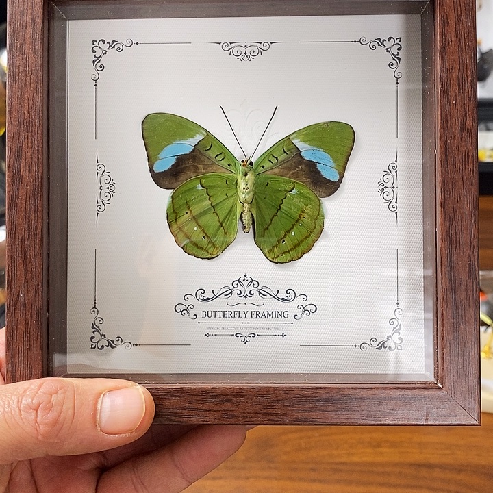 木蓝带呀蛱蝶5不能框