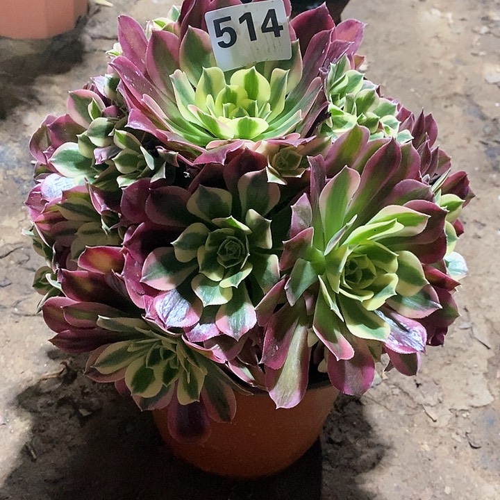 法师植物12345678