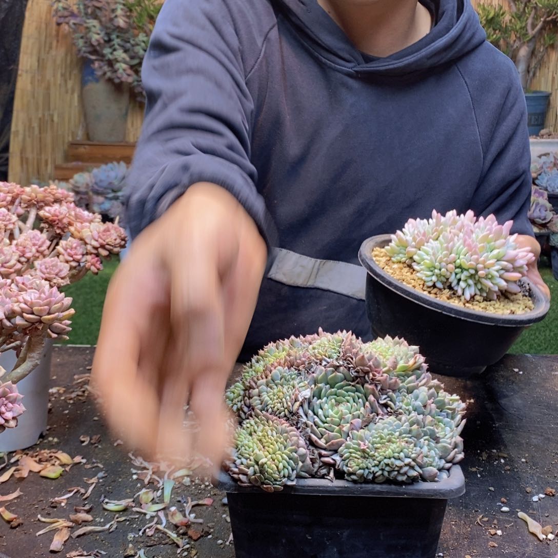 流*21号白胖子缀多肉