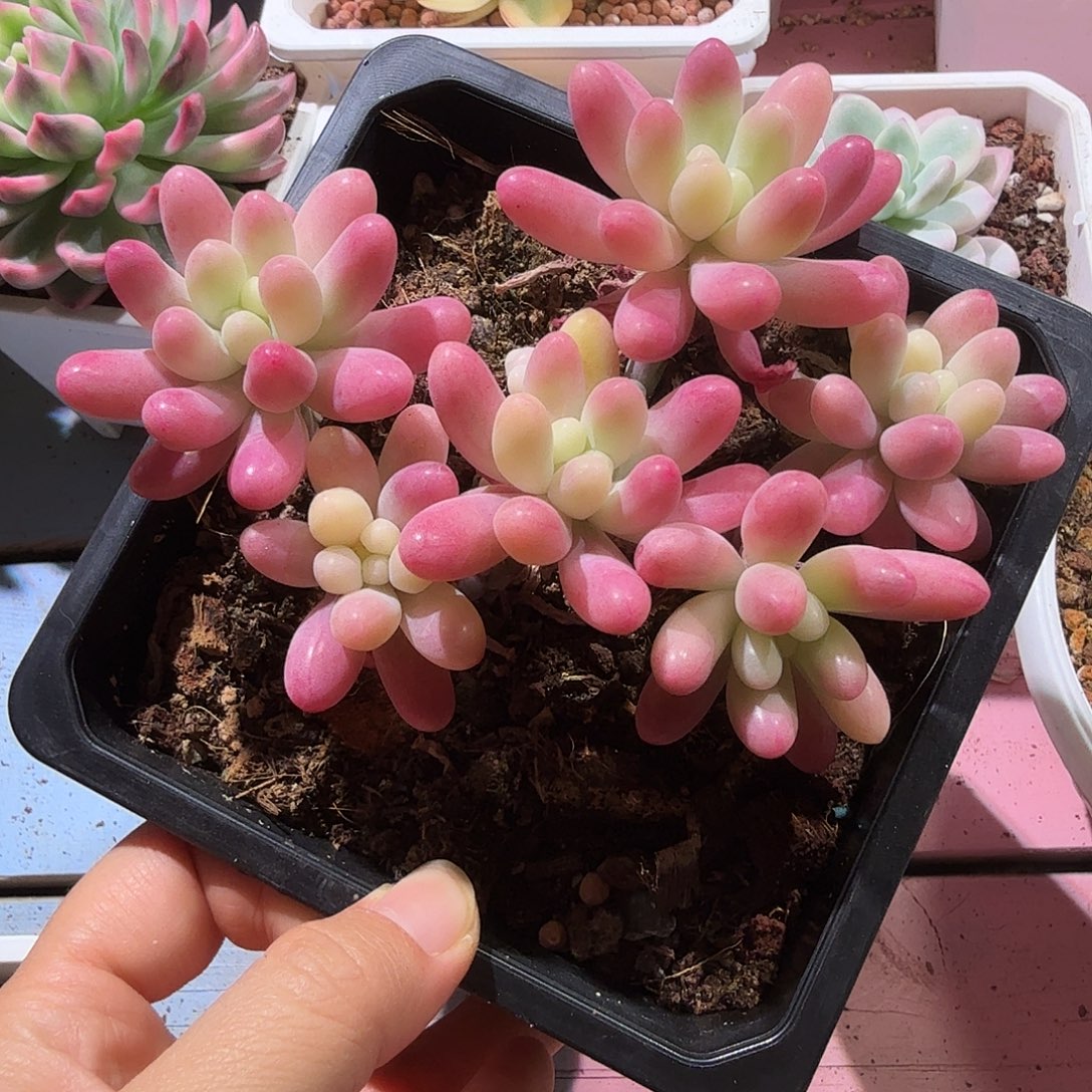 果冻乙女心锦，多肉植物。