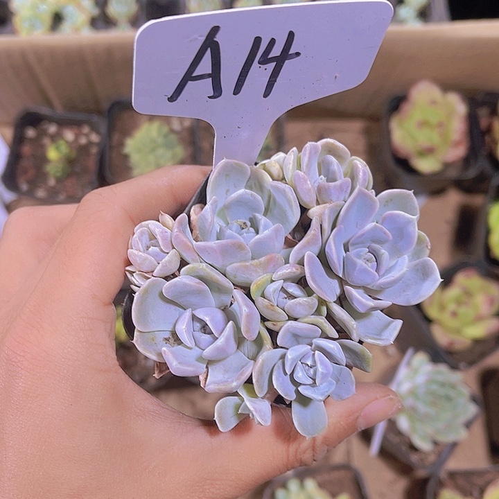 精品A14号多肉带盆土发