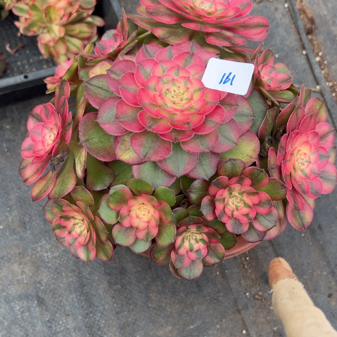 161荔枝炖肉植物洗衣