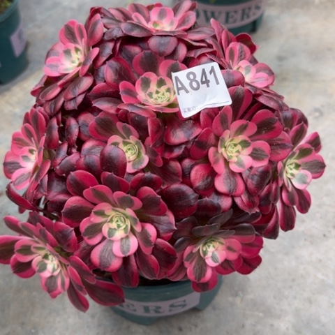 841美杜莎多肉25厘米左右