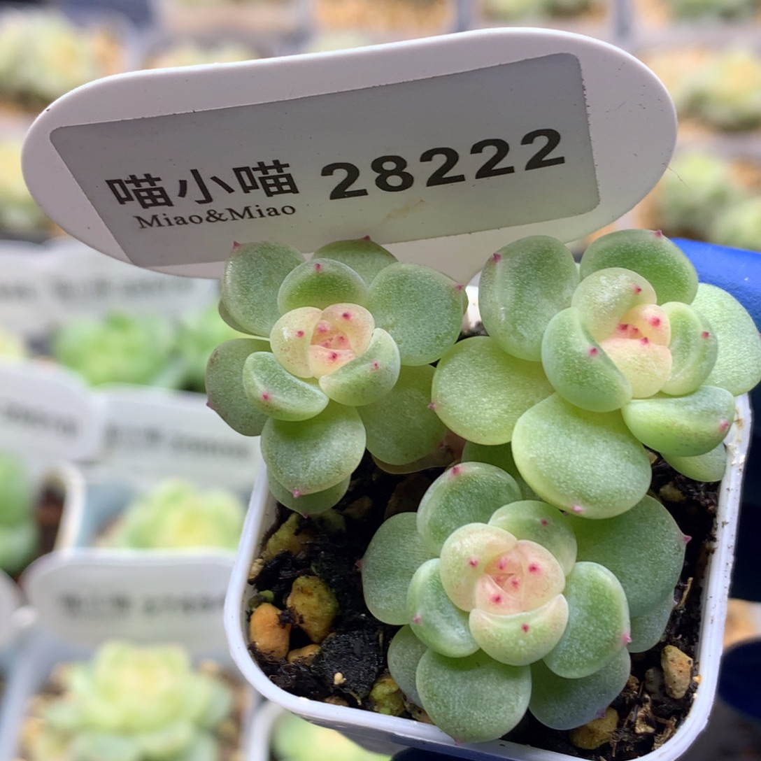 Z***c多肉植物杂交珍妮