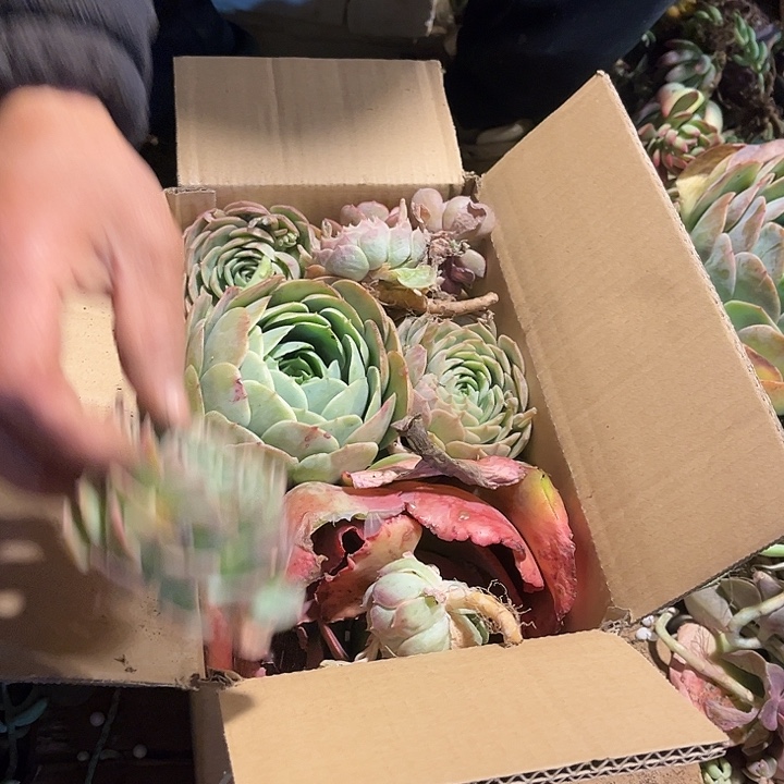 枝枝头头不售后。 