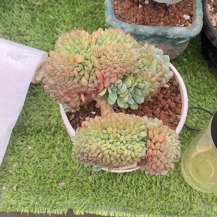 白胖子缀化，官服16