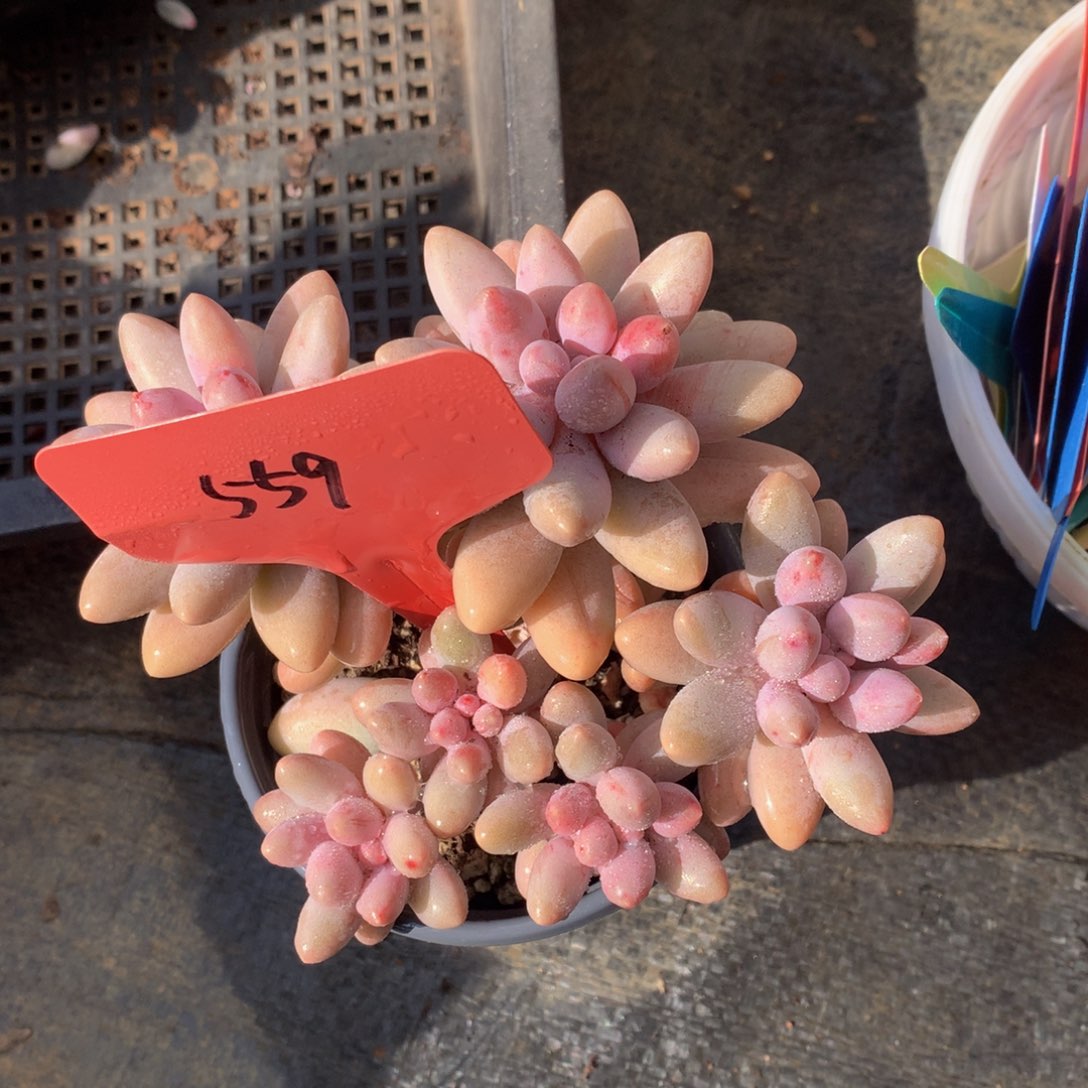 粉色恋人7272727272728