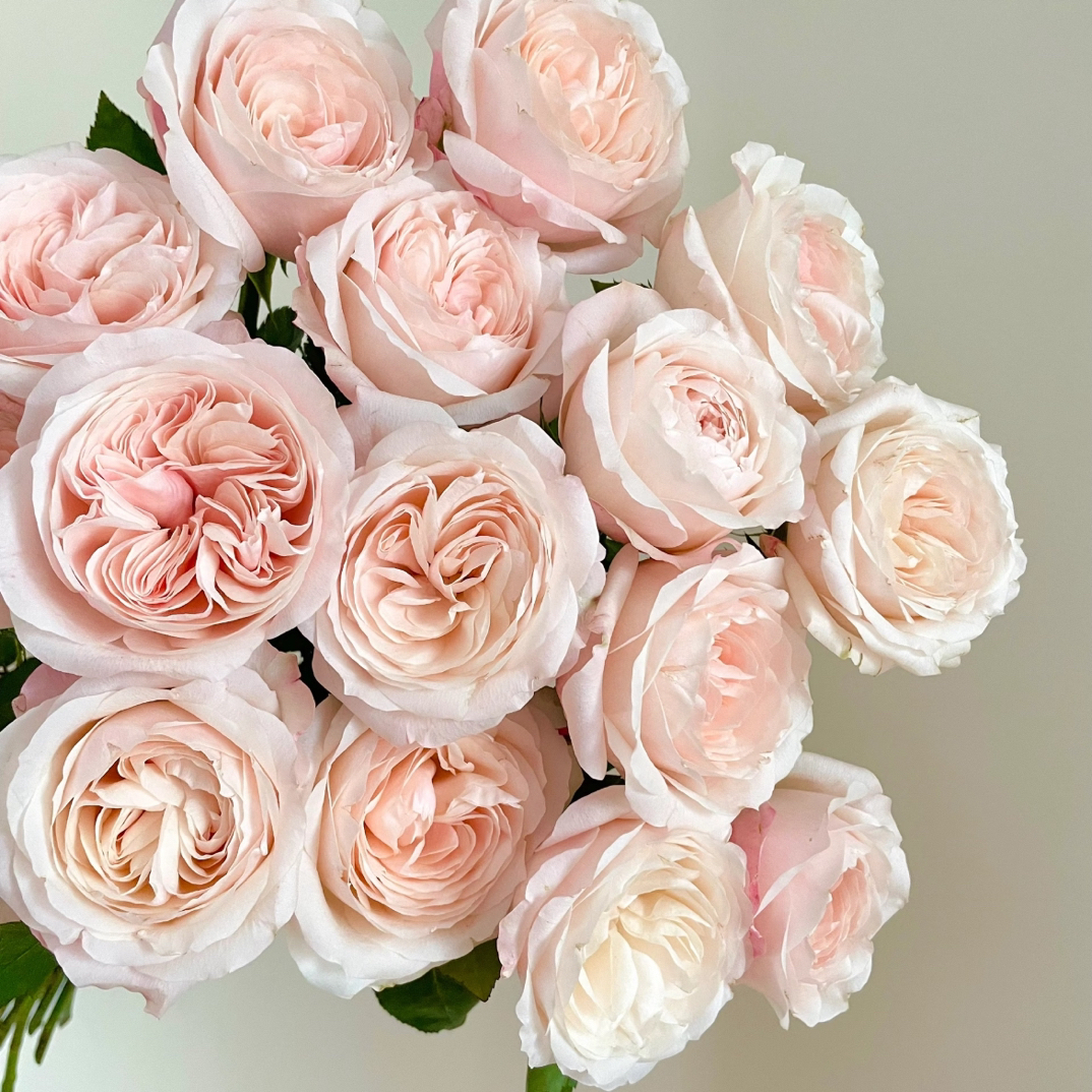 【云梦花铺】单头凯瑟琳玫瑰-云南基地直发-一单普通快递两单发顺丰