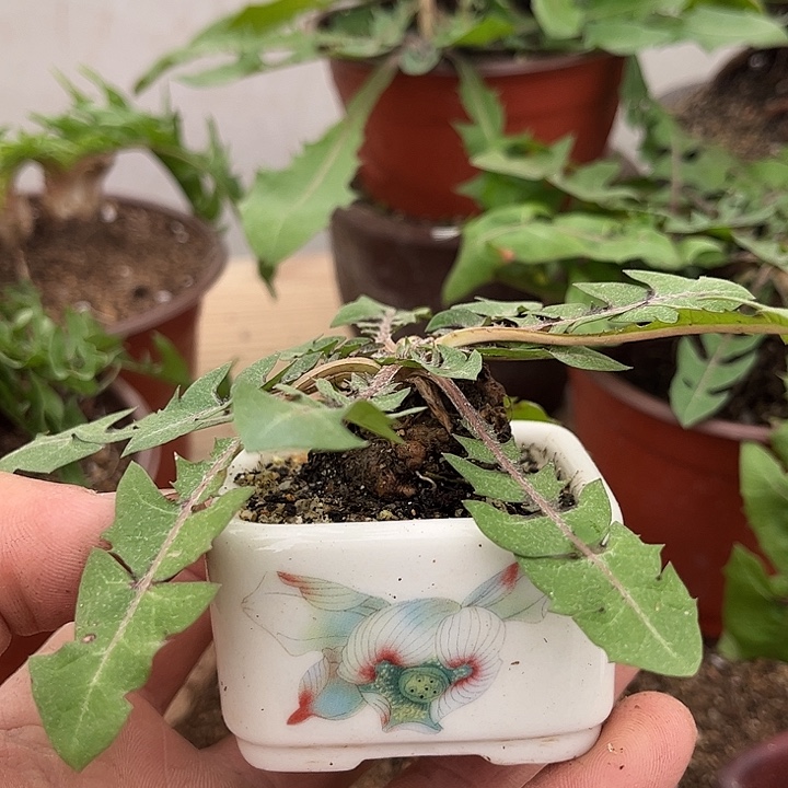 冻***梨当前无花栽培后可以开花不带盆30一起发