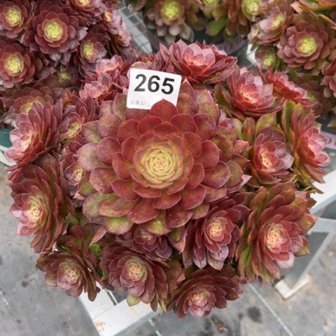 265红魔多肉25厘米左右