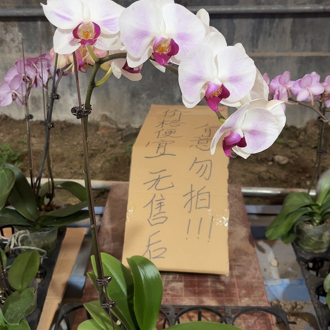 l***n完全开放蝴蝶兰1个 不售后