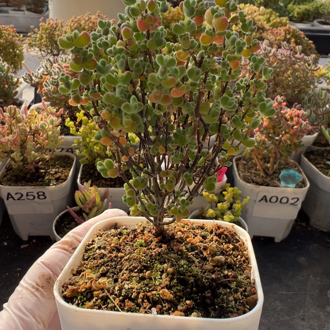 A038莱斯枝干一物一拍