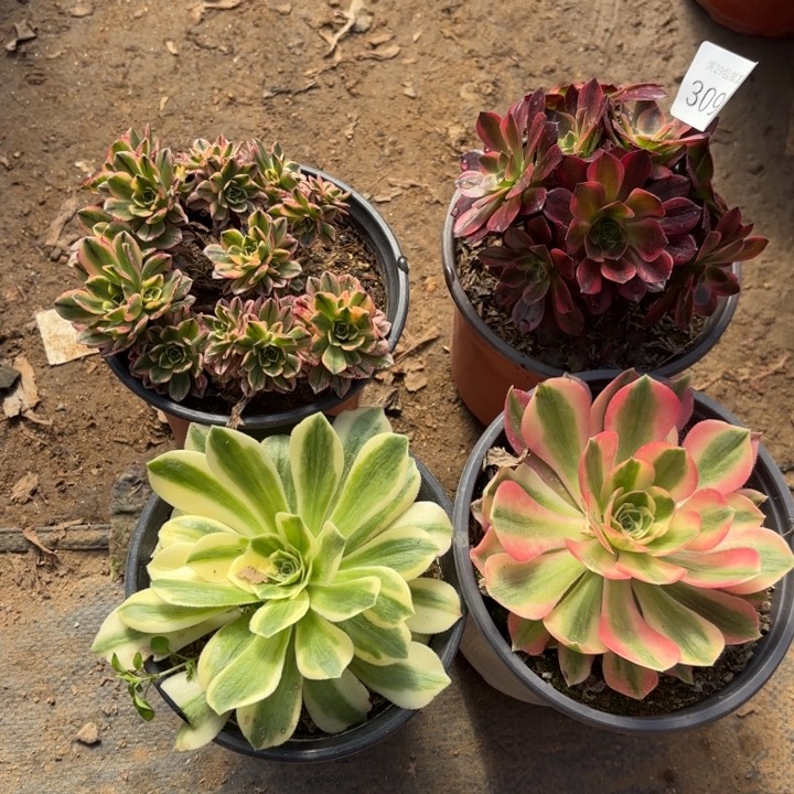 4颗多肉法师3091