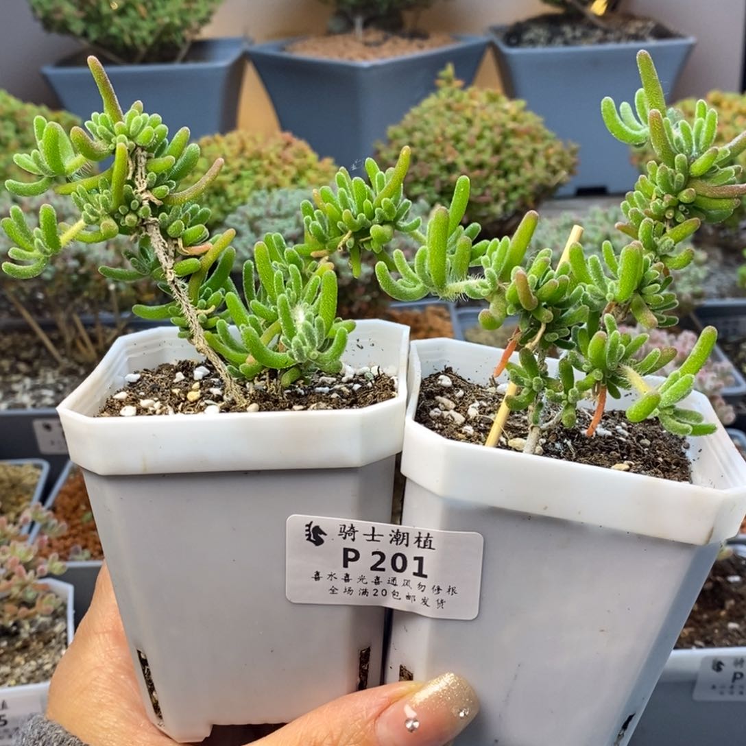 201两颗荧光兔枝干番杏