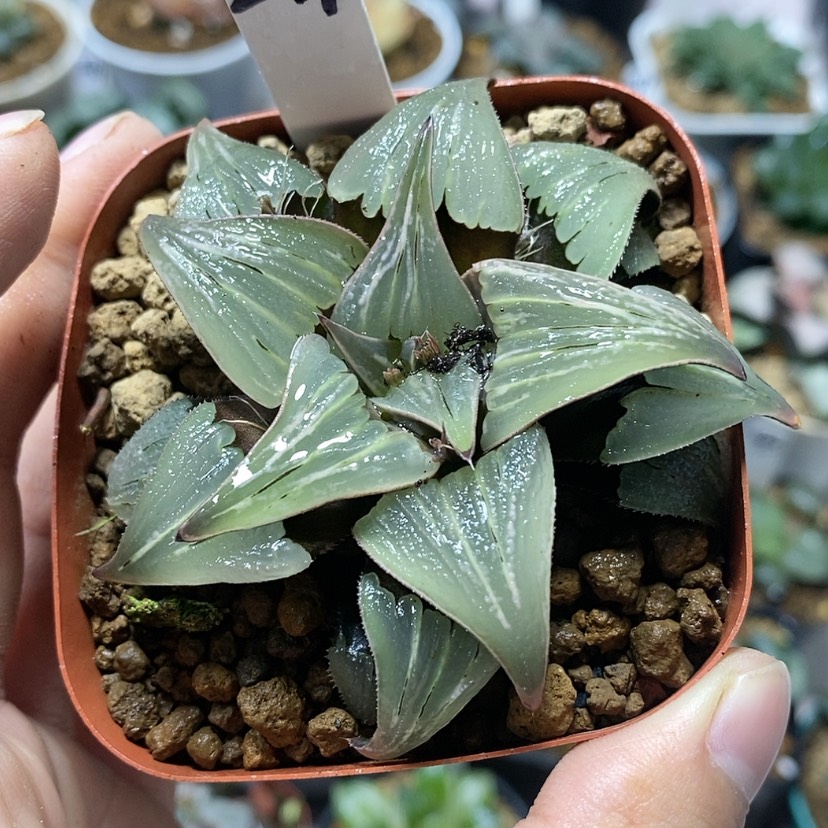 【闪购商品】241泉水