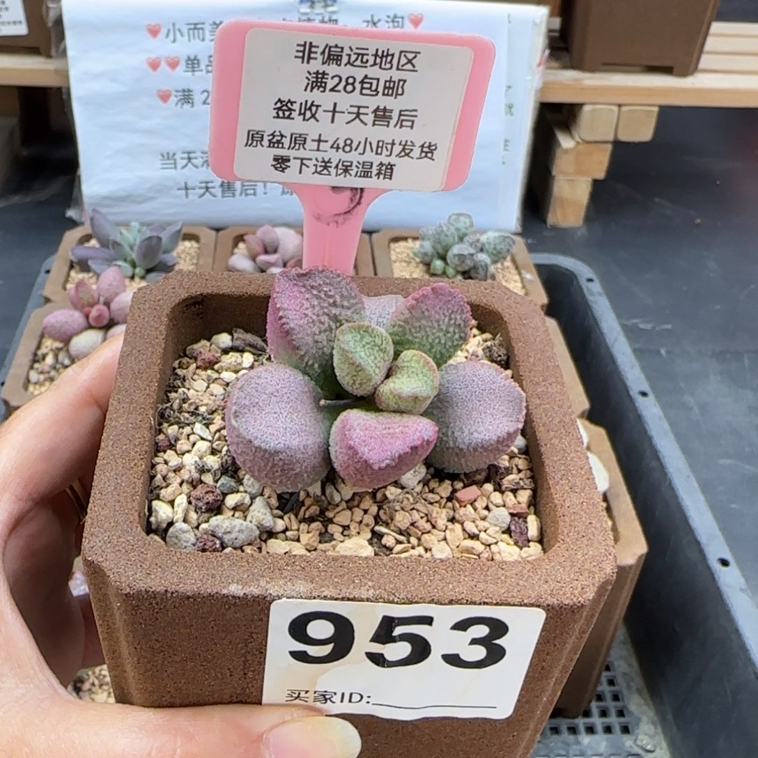 953赛猪肝多肉植物