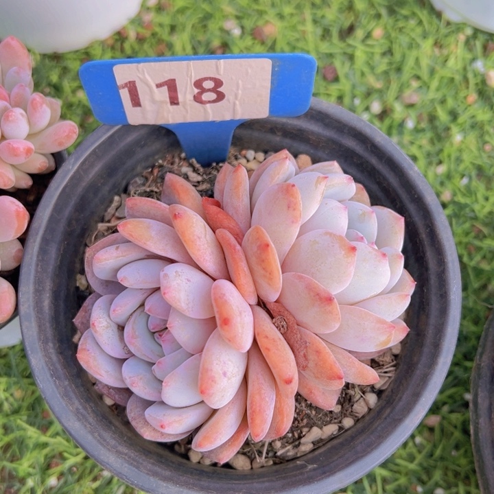 健健康康平平安安