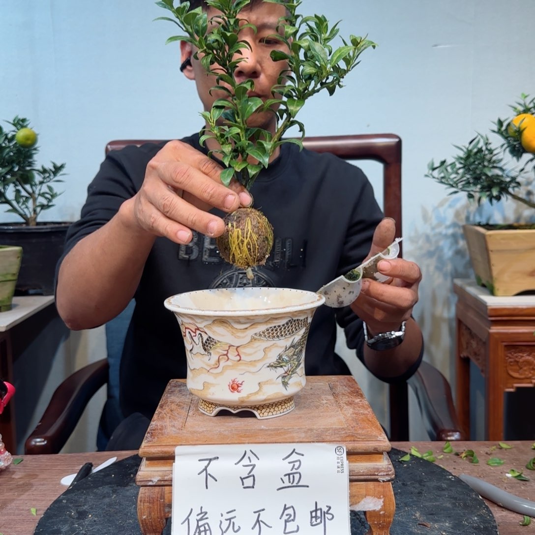 当前无花朵，栽培后可花朵飞*