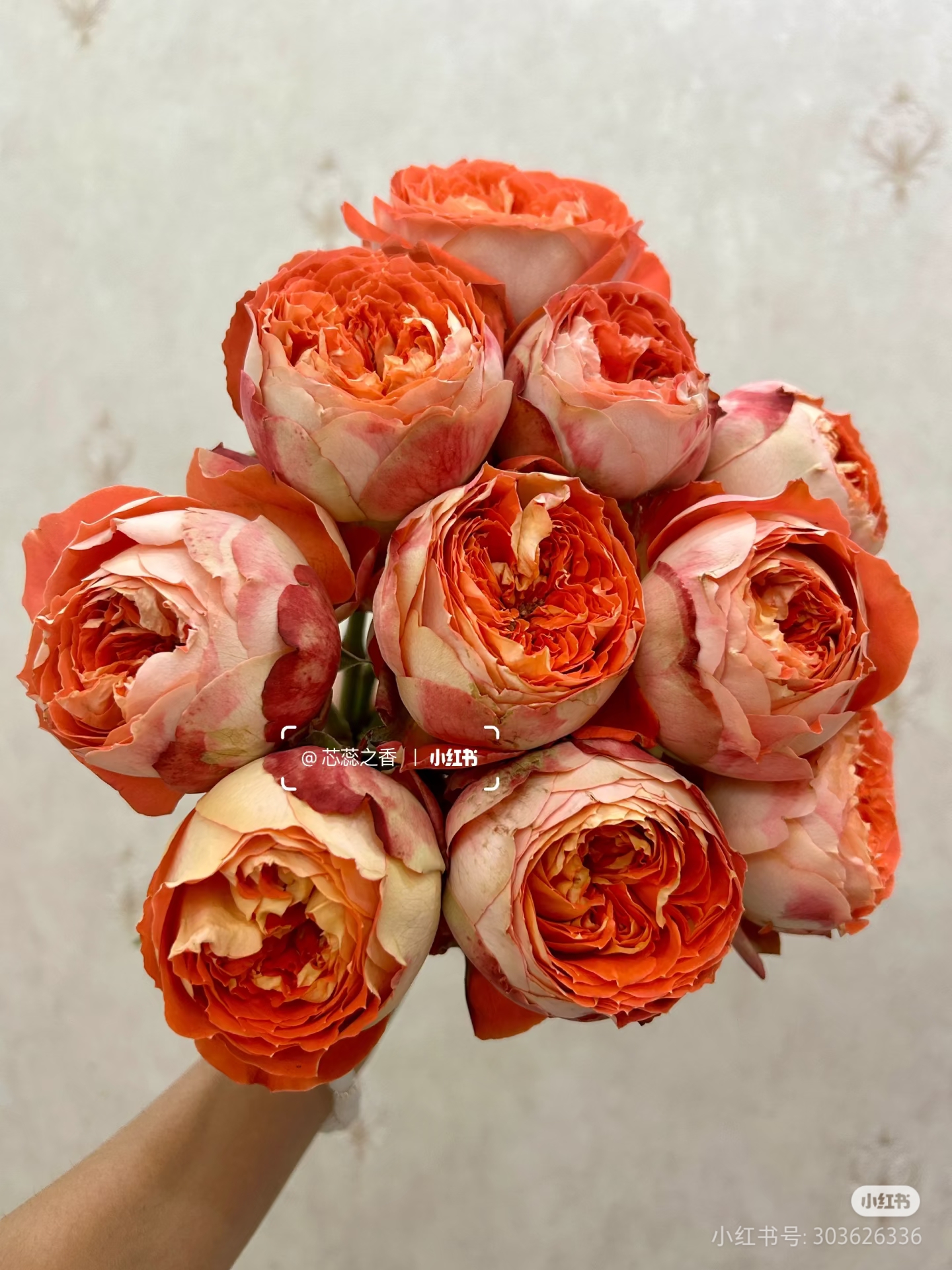 【玫瑰】大橙子 任拍三单顺丰空运包邮鲜切花家居花店插花