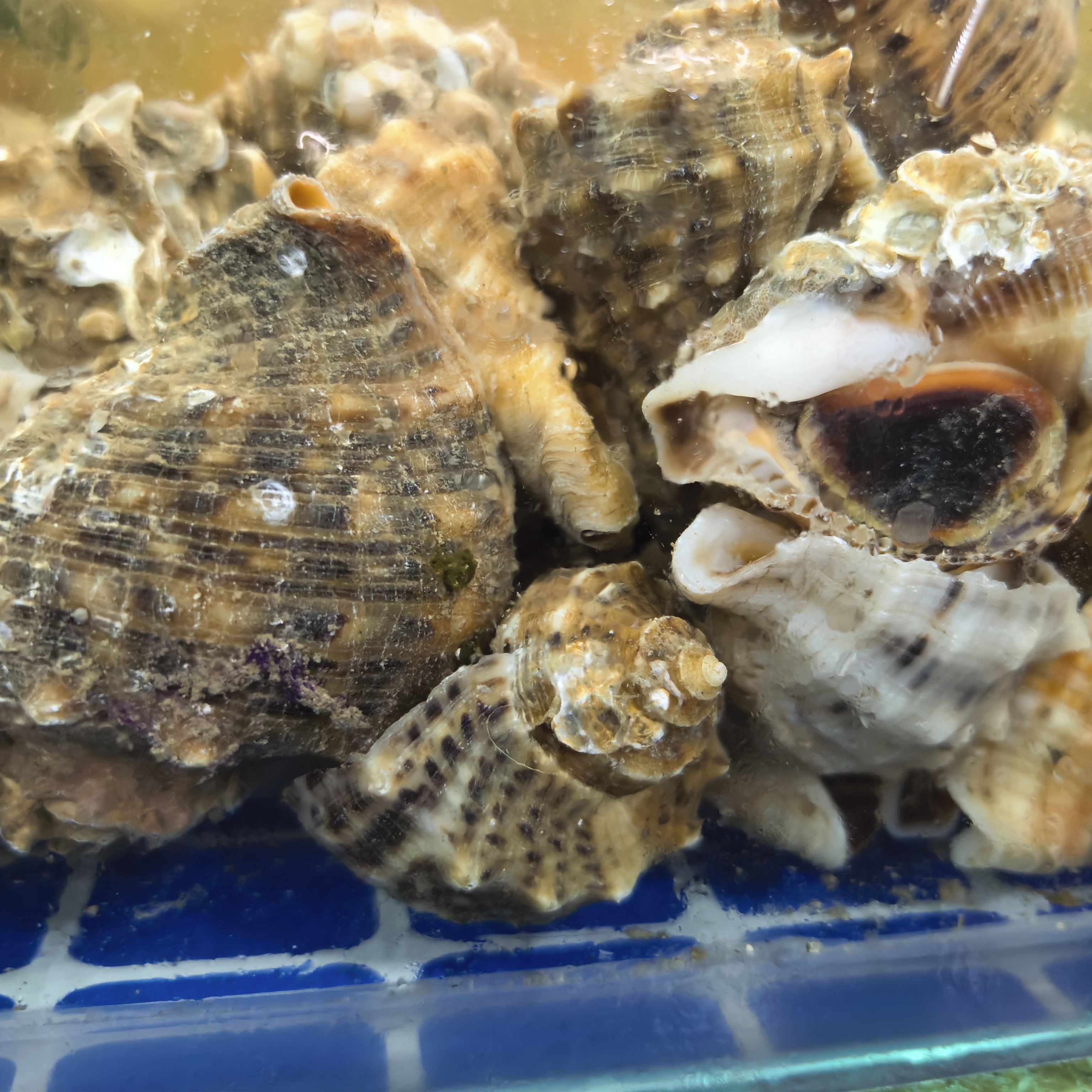 小富生鲜中海螺（1斤13）保鲜不保活