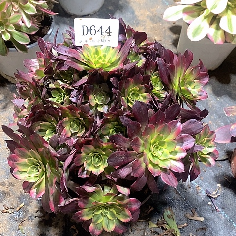 644水果糖瑕疵款处理不售后