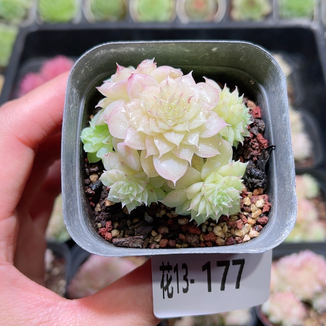 花利美13-177麦秆群