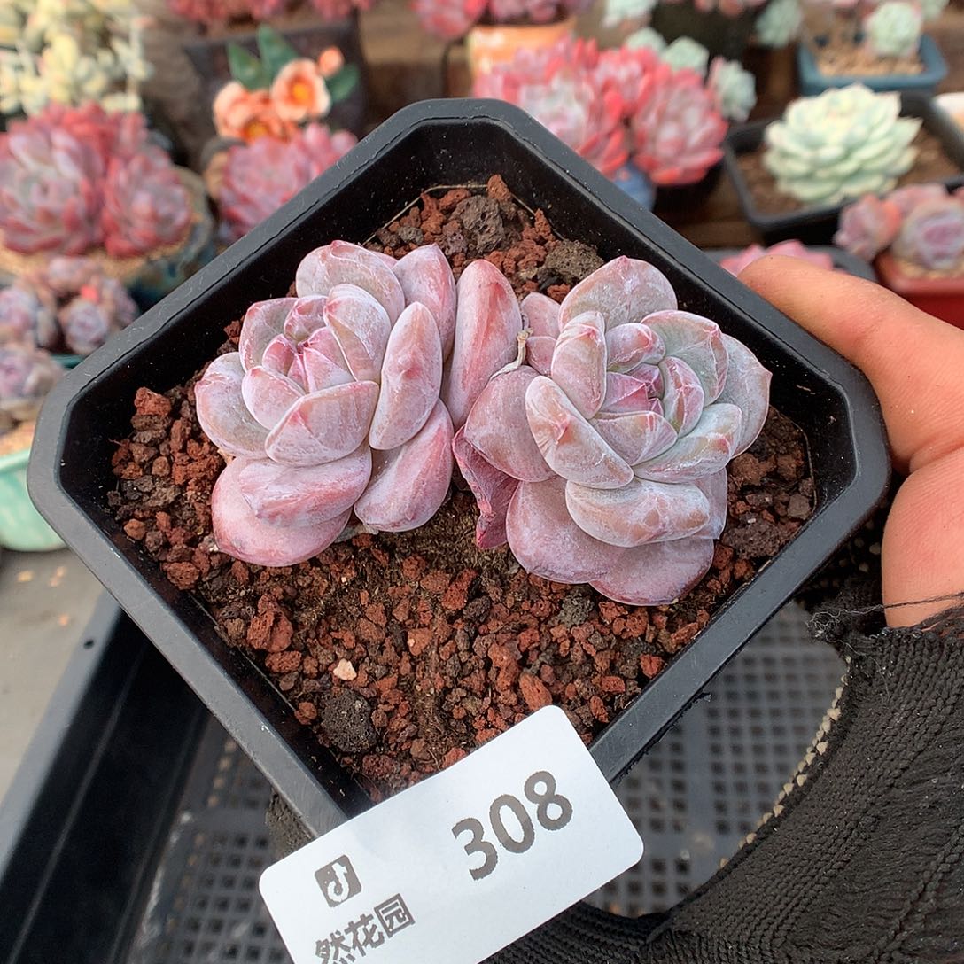 308星影多肉植物6666