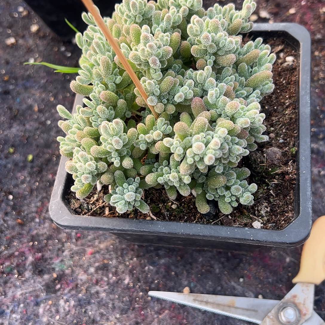 單***丹枝干冰晶大盆一个