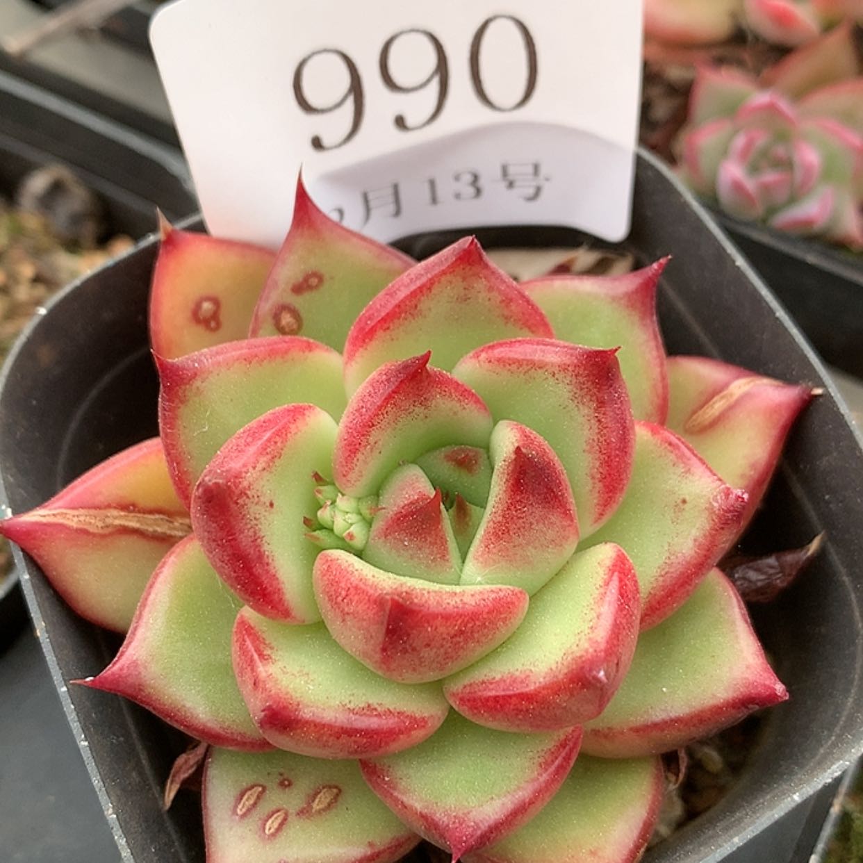 【闪购商品】云990