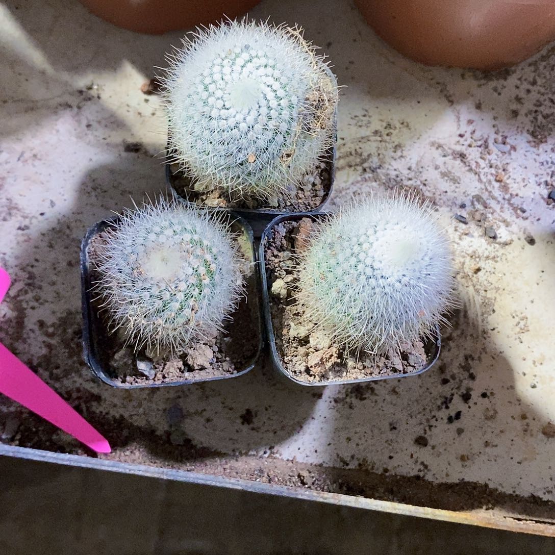 无花朵3个白小333333333333333333个