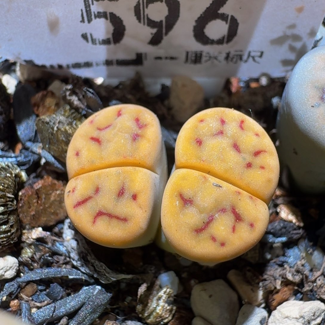 Ssss精品生石花596招福