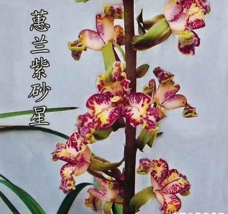 蕙兰名品奇花紫砂星