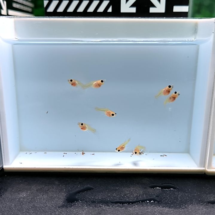 孔雀鱼黄蕾丝玻璃猫大c苗子。8条含两条备损  