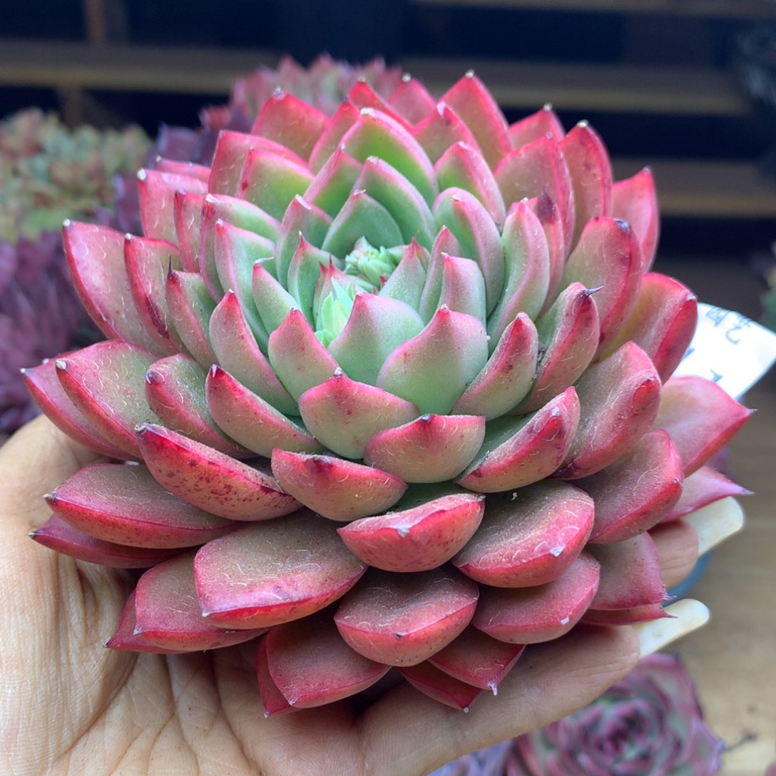  1911杂交精品基地11冠