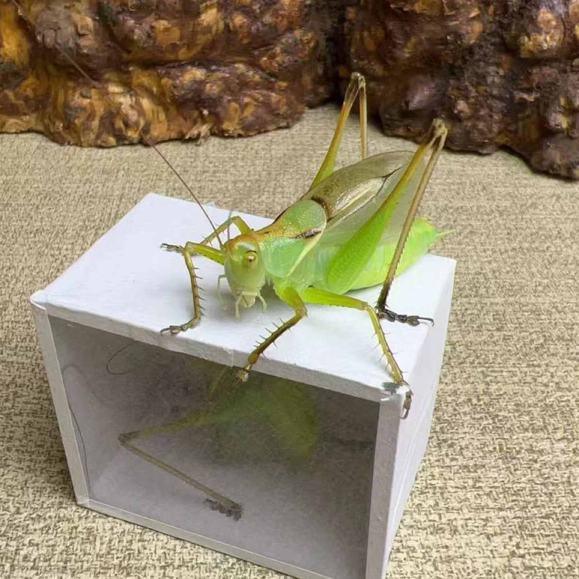 贾姐精品翠绿大扎嘴活体鸣虫吉尔姐儿
