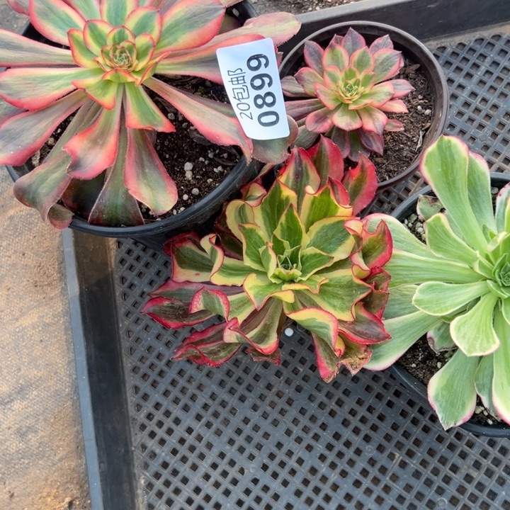 多肉植物899种植物